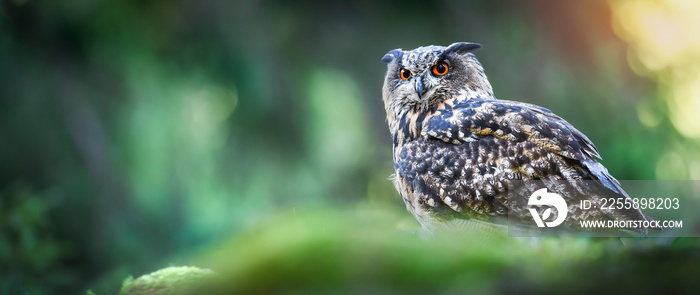 Eurasian Eagle-Owl sitting with prey on moss stump in magic forest. Bubo bubo