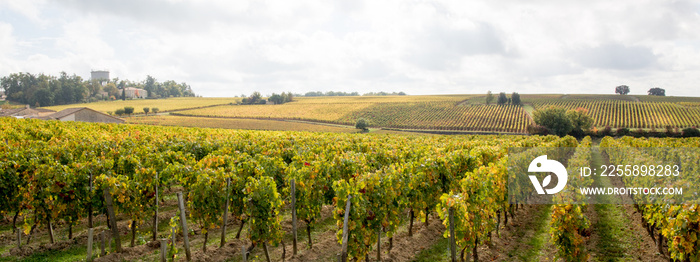 Panorama french vineyards landscape on the vines near Bordeaux in France Europe