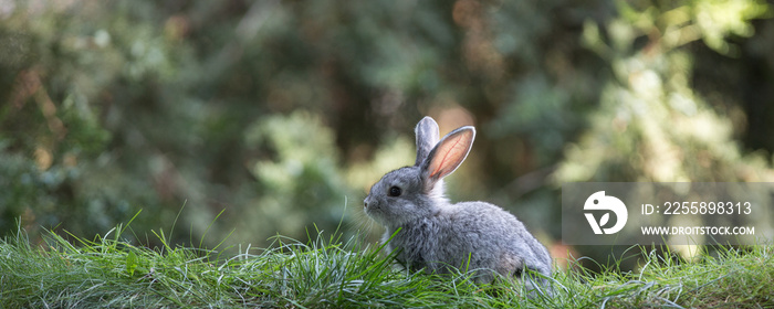 Gray hare on the grass, small rabbit on the lawn