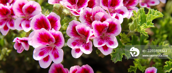 Bannière de fleurs roses de pelargonium ou géranium