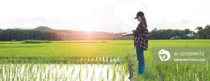 An Asian female farmer with a laptop walks through the fields. In the evening with warm light.