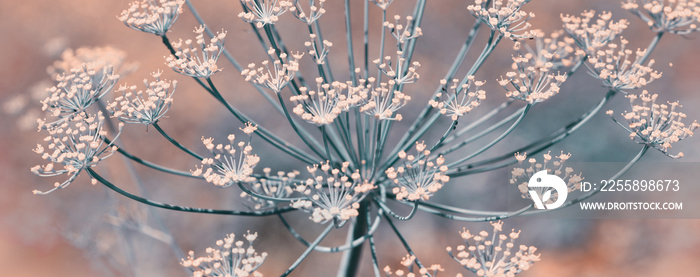 Close up of blooming dill flowers isolated on blurred background.