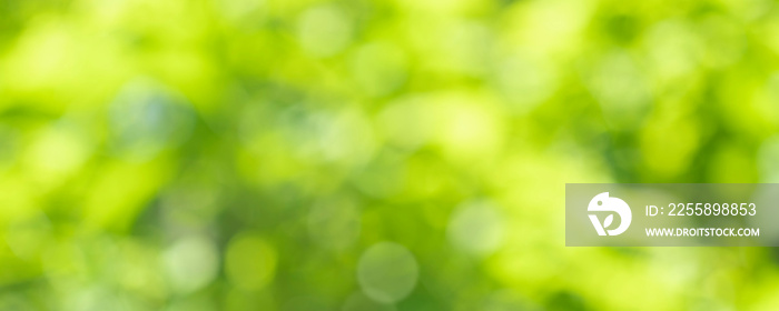 nature of green leaf bokeh in garden at summer under sunlight. natural bokeh of green leaves plants using as spring background and environment ecology or greenery wallpaper