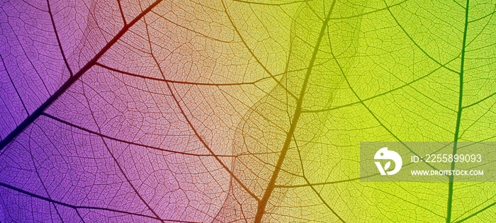 Top view of the leaf. Colorful skeleton leaf leaves with a transparent shape .abstract leaves from nature with a beautiful background in ultraviolet color for text and advertising