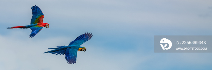 scarlet macaws, Ara macao, two beautiful parrots flying