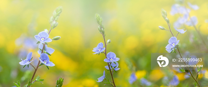 Little blue spring flowers. Springtime garden with beautiful blue flowers.