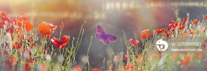 Butterfly and field with poppy flowers - beautiful nature, beauty in nature