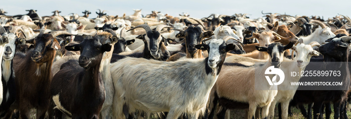 Goats eating grass on a pasture in farm.