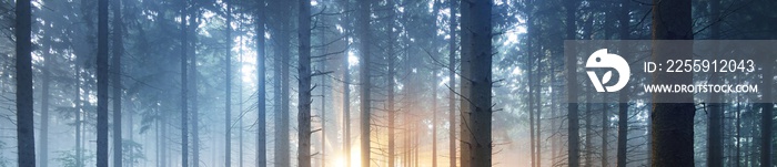 Panoramic view of the mysterious evergreen forest in a fog. Ancient pine tree silhouettes close-up. 