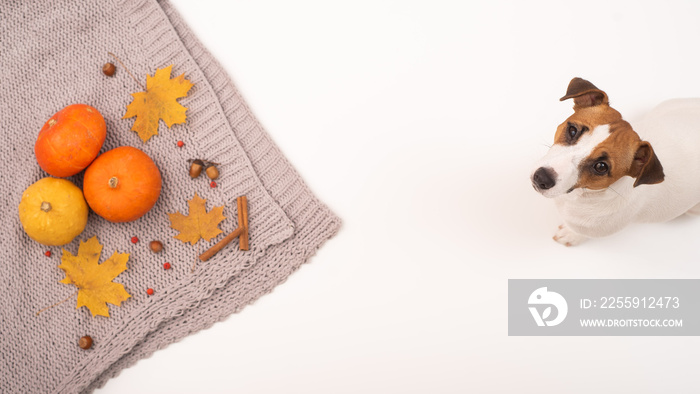 The dog lies next to the autumn flat lay. Pumpkins and maple leaves viburnum and cinnamon and acorns