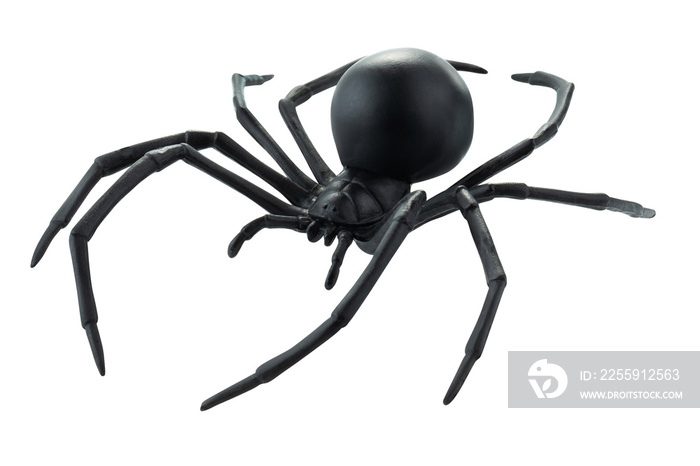 Fake rubber spider toy isolated over a white background. black spider toy isolated on a transparent 