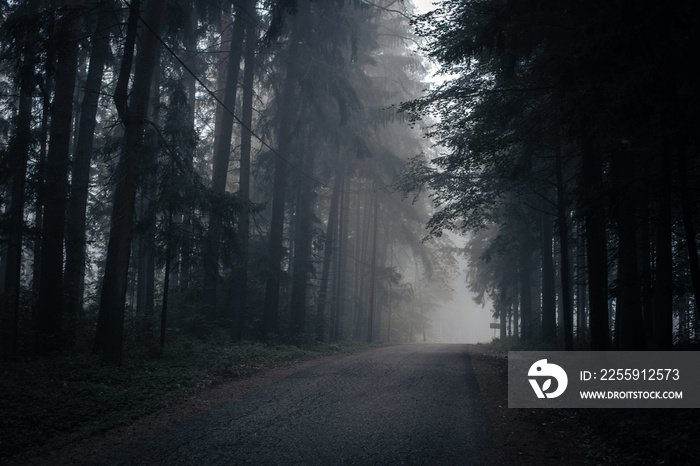 Landstraße zwischen hohen Nadelbäumen im Nebel - Herbszeit, Halloween- gruselige Stimmung