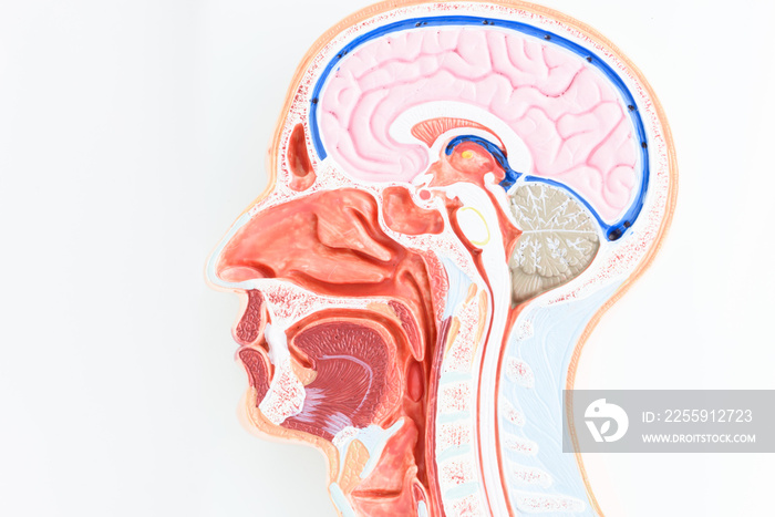 Anatomy human skull model on white background.Part of human skull model with organ system.Medical ed