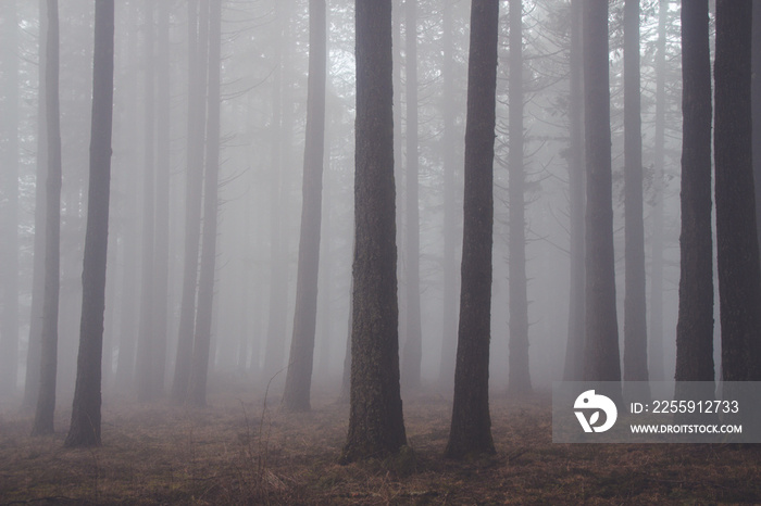 Tall trees in a foggy forest