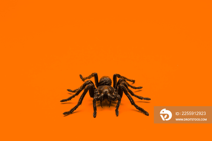 Single real tarantula spider on orange background. Creepy Halloween concept with blank space for tex