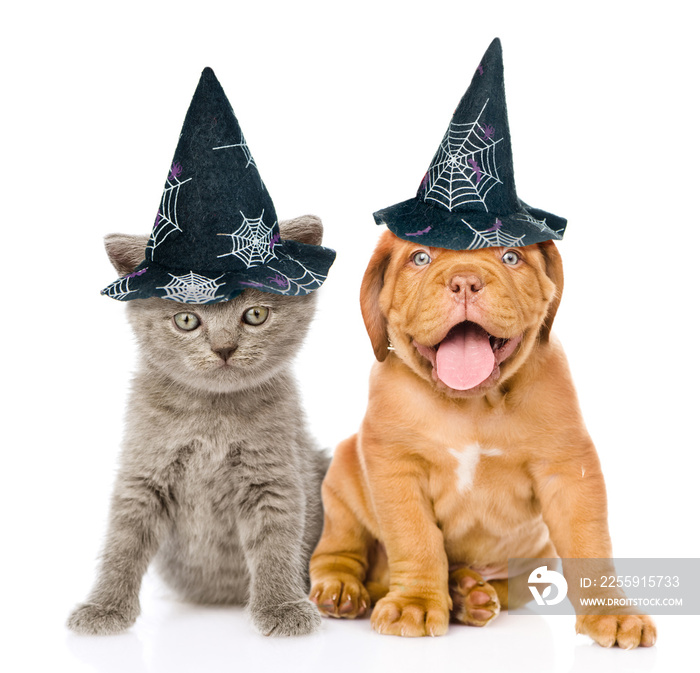 Bordeaux puppy and kitten  with hats for halloween sitting togeter. isolated on white