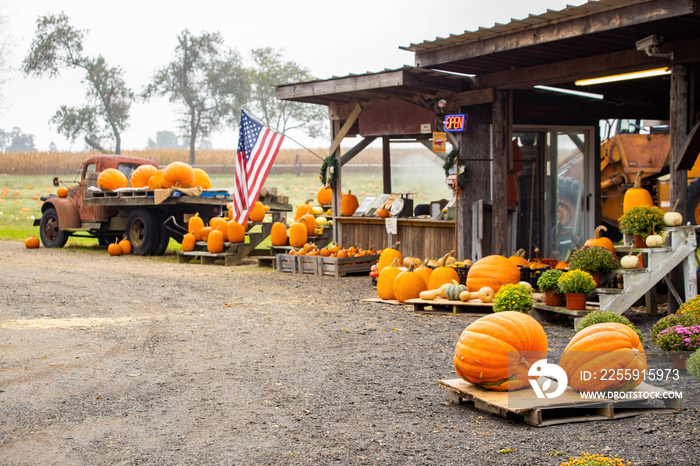 Pumpkins vegetables on display for sale at farmers market