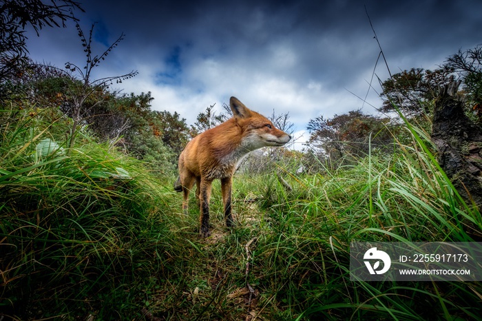 Wide shot of a brown fox in the forest under the cloudy sky