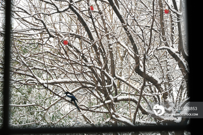 雪后窗户外的喜鹊