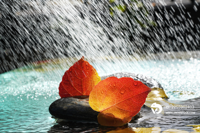 雨水里的红叶