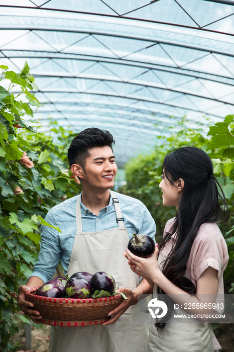 东方夫妇在采摘茄子