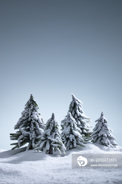 雪后的松树