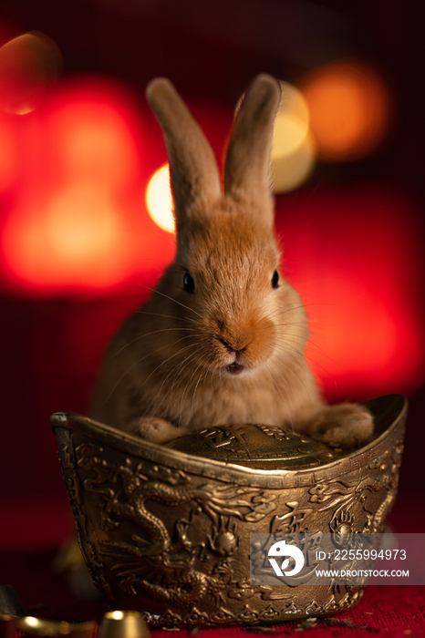 可爱的小兔子和金元宝