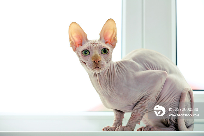 Cat sphynx on light background