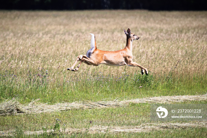 A white-tailed deer in mid air as it runs away