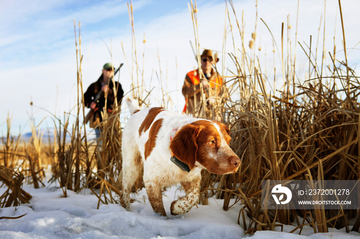 Hunting dog with two hunters