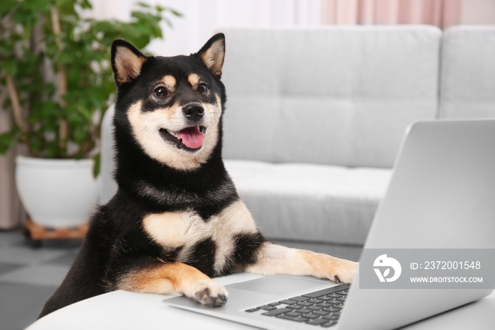 Cute Shiba inu dog with laptop in room