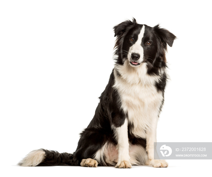 border collie dog sitting against white background