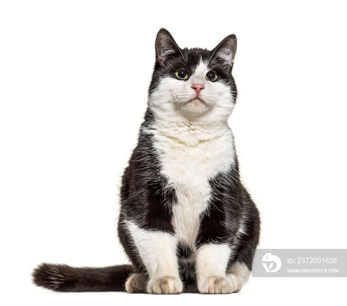 Sitting black and white crossbreed cat, isolated on white