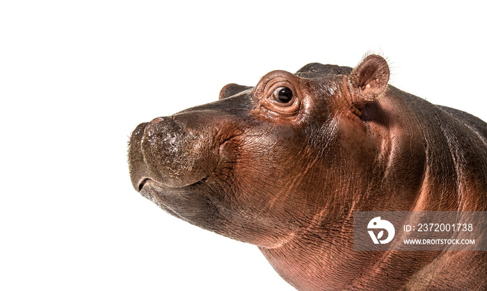 Close-up of a Young Hippo head, 3 months old, isolated