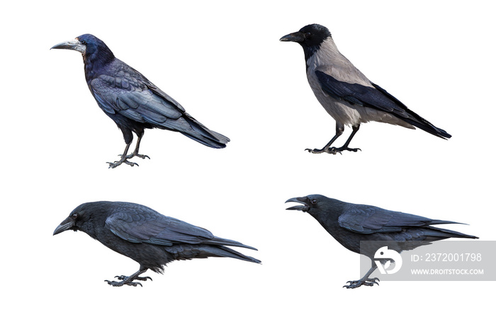 Carrion Crow，Corvus corone，隔离在白色背景上