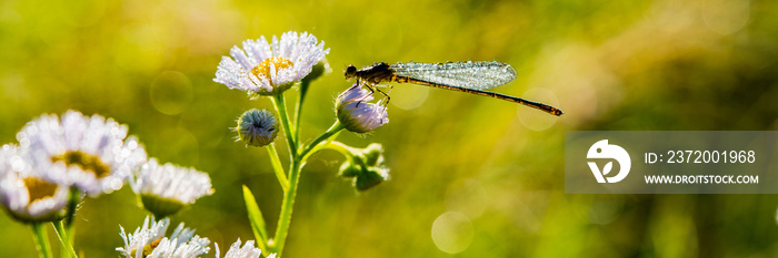 Dragonfly Sits on a Flower Covered with Drops of Dew in a Meadow. Web Banner.