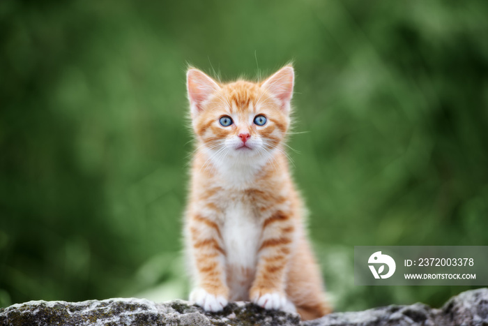 夏日户外可爱的红色虎斑猫画像