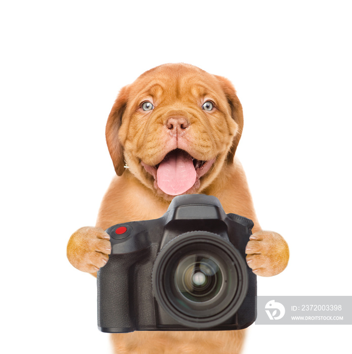 拍摄照片的狗狗摄影师。隔离在白色背景上