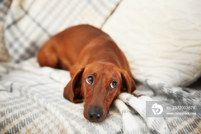 格子背景的可爱达克斯猎犬