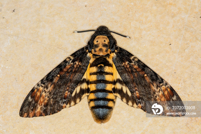 Macrophotographie de papillon - Sphinx à tête de mort (Acherontia atropos)