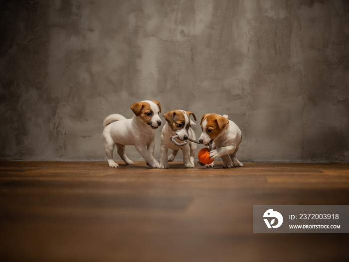 杰克罗素梗幼犬在灰色墙壁的木地板上玩耍。