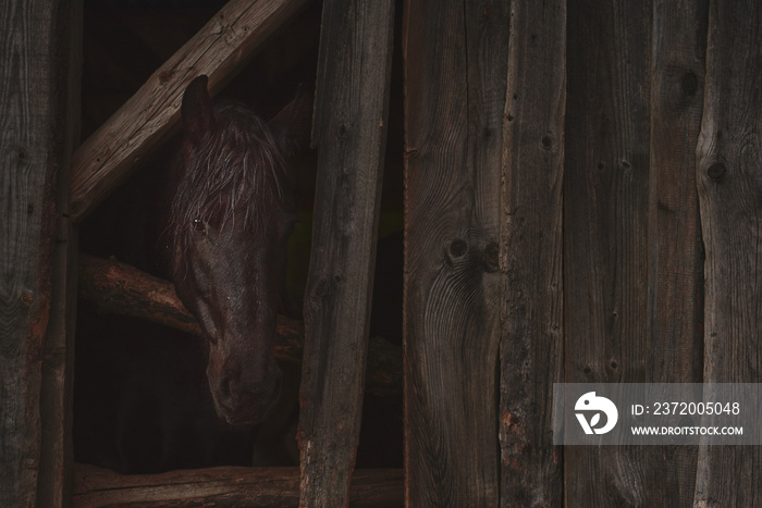 Portrait of a Friesian horse looking through a hole in the barn