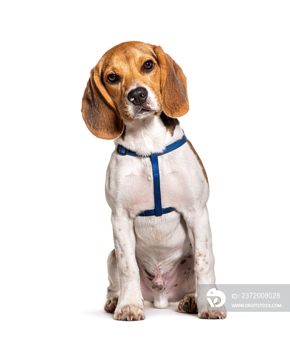 Beagle wearing an harness isolated on white