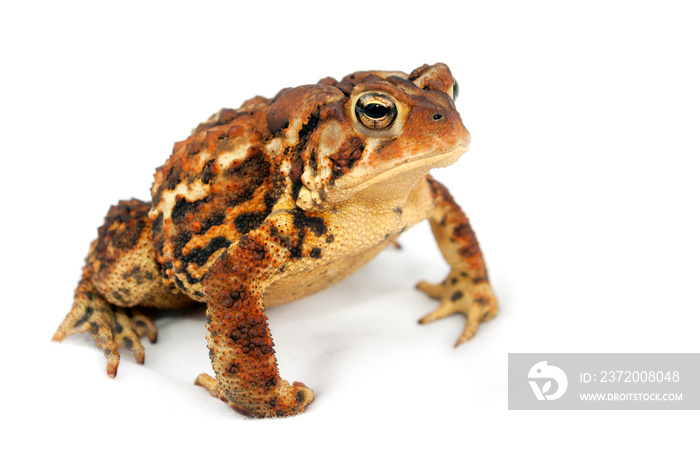 brown and yellow toad animal portrait on white background