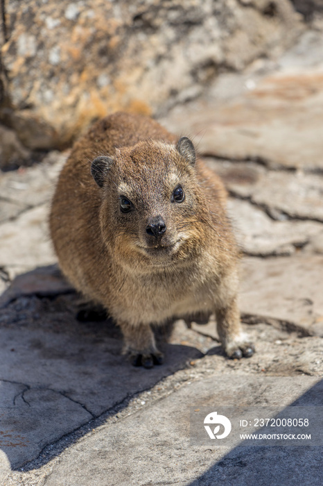 岩石hyrax（dassie）的特写