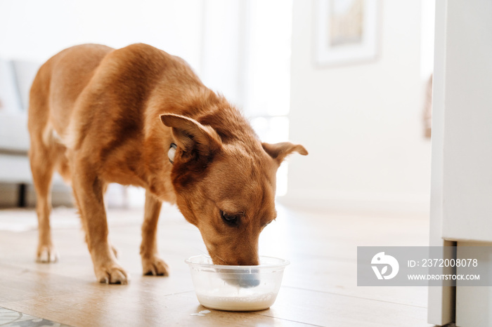 Ginger dog drinking milk from bowl in kitchen at home