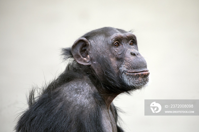 成年黑猩猩肖像
