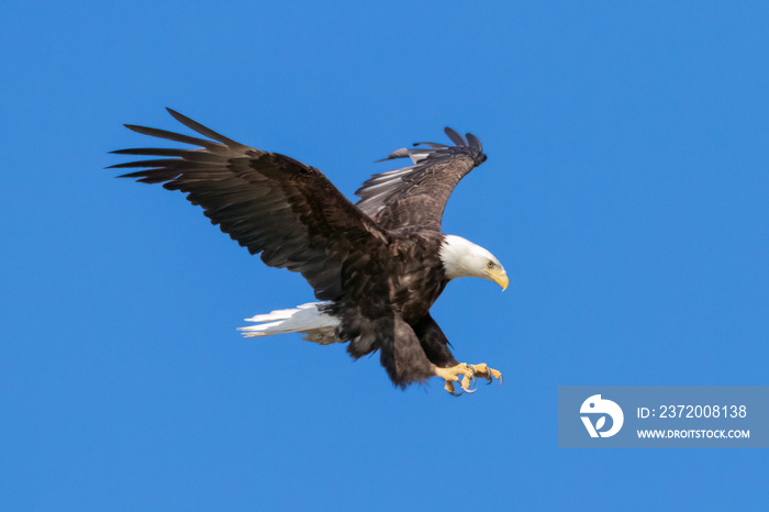 Bald Eagle landing with wings spread