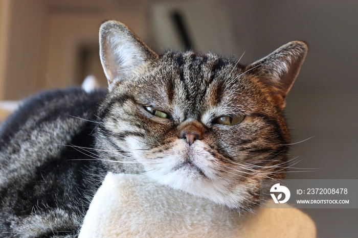 不機嫌な表情の猫アメリカンショートヘア American shorthair cat with a bad mood.