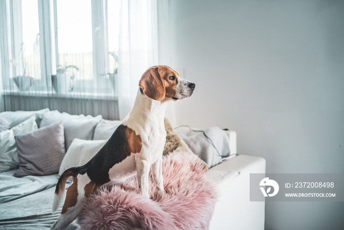 Cute beagle dog on sofa in room